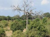 DAILY PHOTO: Elephants Greet River