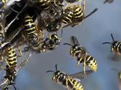 Identify Different Types Wasps Hornets