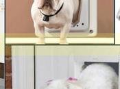 Smart Doors Your Pets