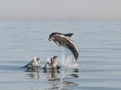 National Whale Dolphin Watch Starts Tomorrow!