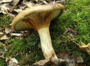 Further Fungi Foraging