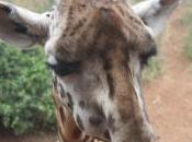 POEM: Humorless Giraffe