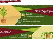 Infographic Ultimate Houseplant Cheat Sheet