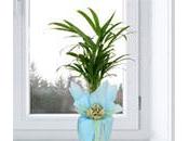 Which Indoor Plants Should Choose?