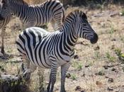 DAILY PHOTO: Young Zebra