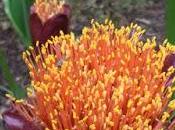 Good Scadoxus, Right Time