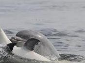 Scotland Warns Risky Dolphin Whale Encounters This Summer