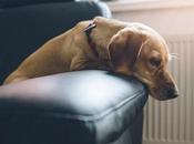 Want Know Keep Your Dogs Busy When They’re Alone? Find Right Here!