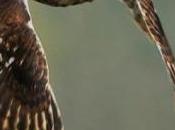 Less Snow from Climate Change Pushes Evolution Browner Birds