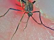 Sacksophile Writes: Revisiting Works Oliver Sacks