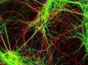 POEM: Electrochemical Destiny