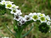 Weeds–Nature’s Emergency Technicians: Alkali Heliotrope