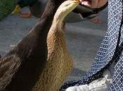 October Is... (Includes Printable Freebies)