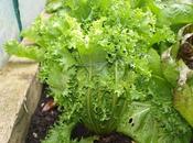 Blanched Endives Menu!