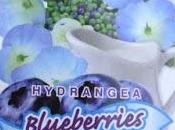 Old-fashioned Hydrangeas