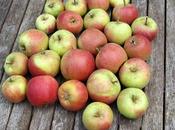 Greasing Apple Trees!