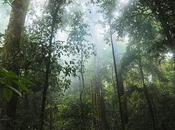 Biggest Popular Rainforests World