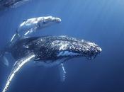 Swim with Humpback Whales Sunreef Mooloolaba? Please!
