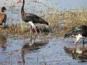 POEM: Bird’s Life Haiku