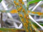 Identify Treat Lawn Rust (Fungus Grass)