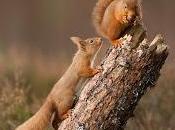 Squirrel Reintroduction Success with Breeding Natural Expansion