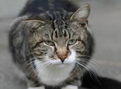 Need Know About Tabby Cats Types, Patterns More