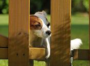 Ways Make Your Patio More Pet-friendly