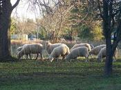 Throwback Friday: Tale Shepherds