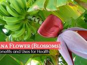 Banana Flower (Blossoms) Benefits Uses Health