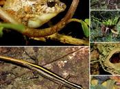 Microclimates: Thermal Shields Against Global Warming Small Herps