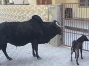 DAILY PHOTO: Bovines Rishikesh