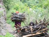 DAILY PHOTO: Hauling Sticks