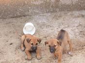 DAILY PHOTO: Puppies Savandurga