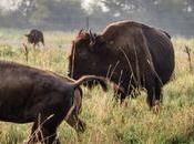 Soaring Demand Grass-fed Beef Changing Industry