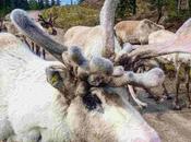 Reindeer: Things Need Know