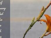 Thirty Days Jesus: Rises Again