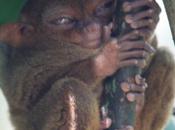 DAILY PHOTO: Tarsiers