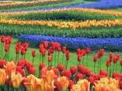 Holland Hosts World’s Greatest Flower Fair