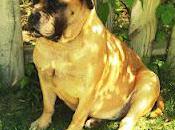 When Stressed, Search Closet Dog!