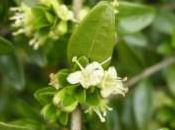 Plant Week: Lonicera Nitida