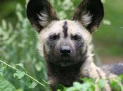 African Wild Dogs: Untamed Wolves South