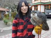 Japanese Schoolgirl Falcon Good Fighting Pesky Crows