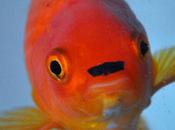 Meet George, Goldfish That Looks Bit) Like Adolf Hitler