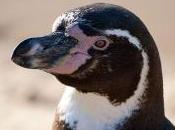 Featured Animal: Humboldt Penguin