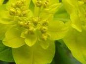 Plant Week: Euphorbia Polychroma