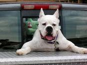 Dogs Walmart: Uncaged, Unleashed Unbelievable!