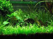 Wondrous World Aquascaping