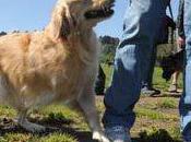 Three-legged Dogs Teach Seize
