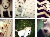 Tips Puppy Rearing…