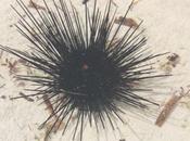 DAILY PHOTO: Urchins
